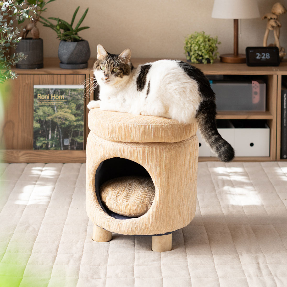 ドームベッド スツール 猫 クッション付き 天然木 軽量 キャットベッド 猫用ベッド ペットベッド 猫用 ペット用 隠れ家 寝床 椅子 腰掛け ペット用品