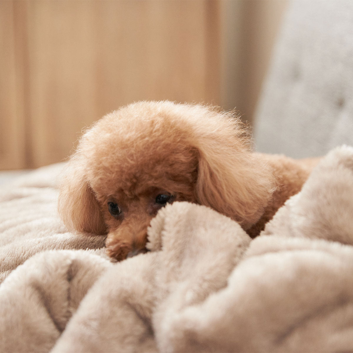 エムールヒートプラス ペット用 2枚合わせ毛布 Mサイズ ブランケット