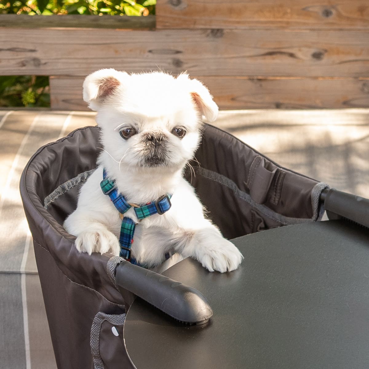 ペット用 犬用 ベッド テーブルチェア わんぽっけ 小型犬 飛び出し防止
